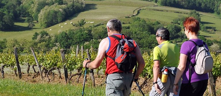 Vineyard discovery tours with La Caborde